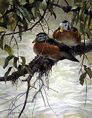 Sappi Pygmy Geese