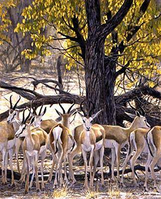 Sappi Springbok