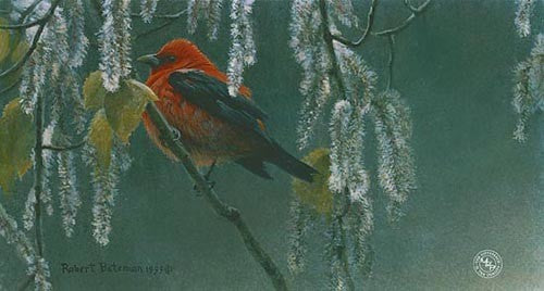 Scarlet Tanager and Alder Blossoms
