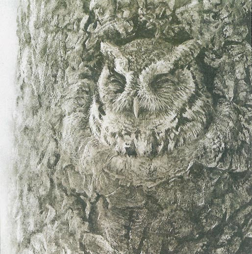 Screech Owl In Appletree