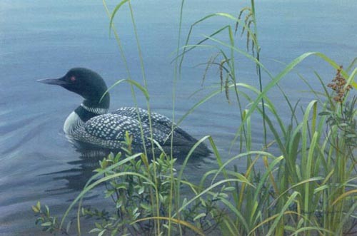 Shoreline - Common Loon