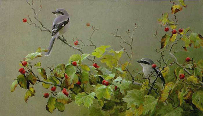 Shrike Pair and Hawthorn
