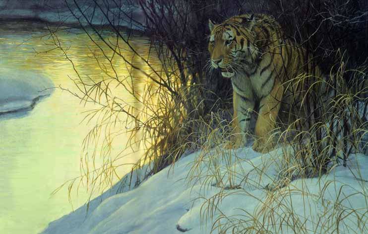 Siberian Tiger