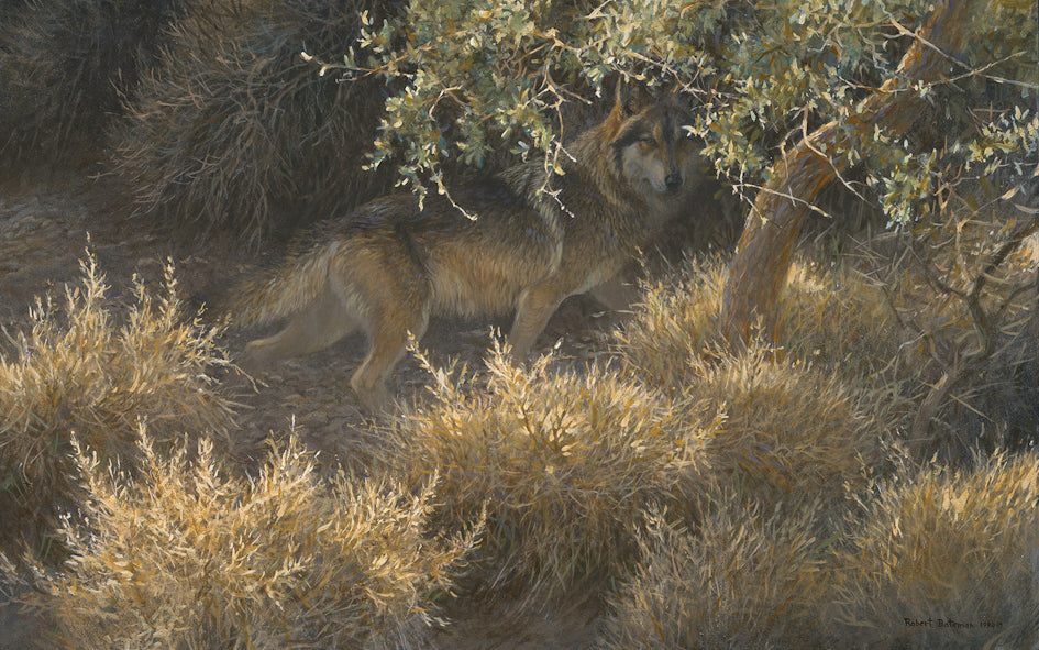 Sierra Evening Mexican Wolf