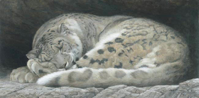 Sleeping Snow Leopard