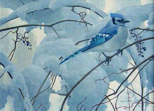Snowy Morning - Blue Jay