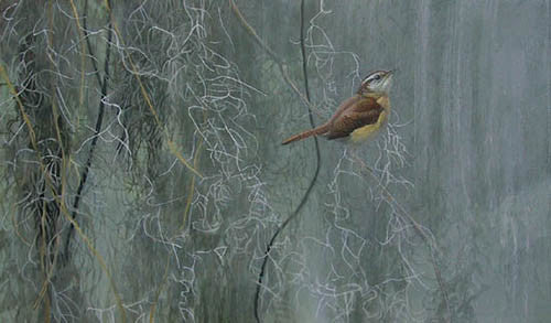 Song Of The South - Carolina Wren