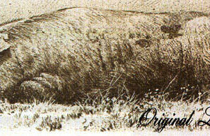 Spanish Pig