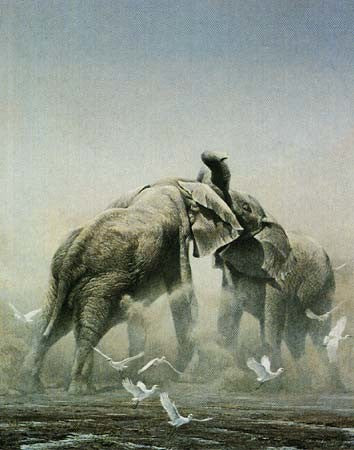 Sparring Elephants