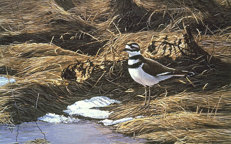 Spring Thaw Killdeer