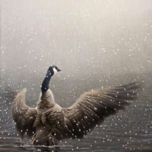 Stretching - Canada Goose