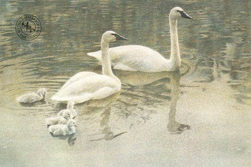 Trumpeter Swan Family
